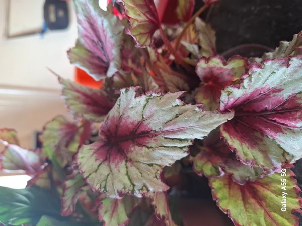 Identificação da planta Asa-de-papagaio por foto