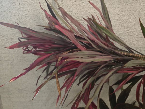 Identificação da planta Dracena chocolate por foto