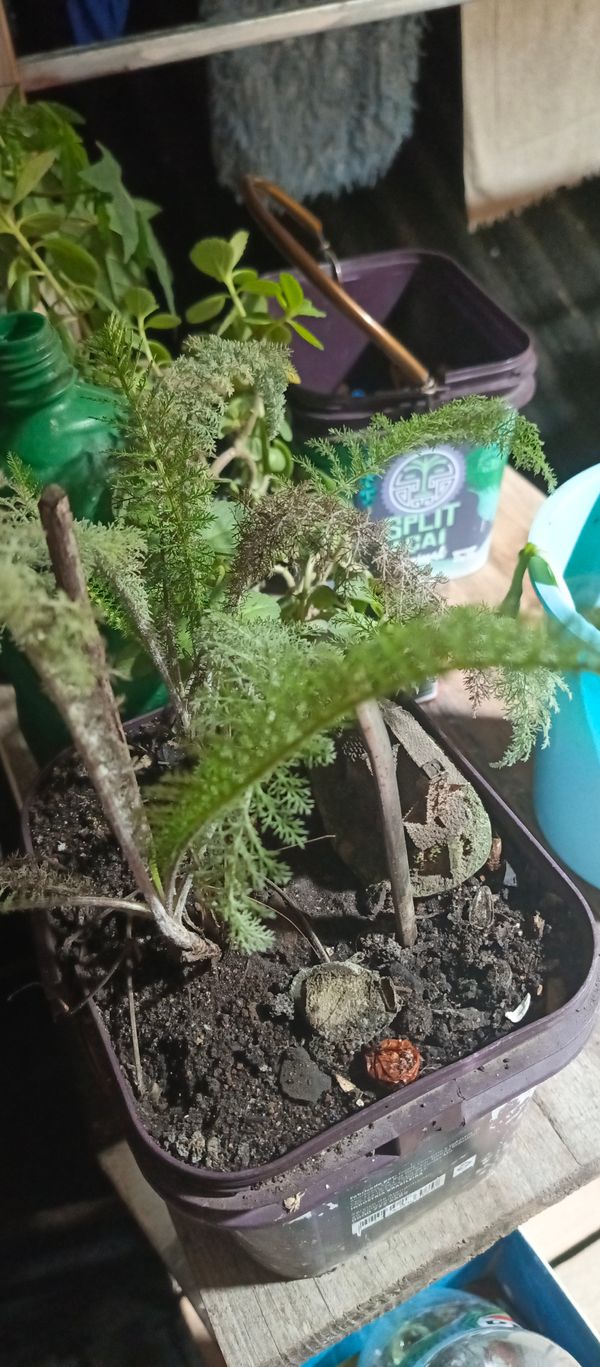 Identificação da planta Mil-folhas por foto