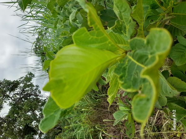 Identificação da planta Jenipapo-bravo por foto