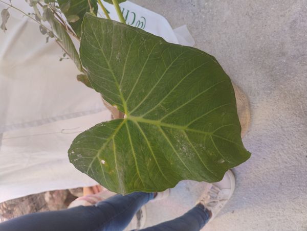 Identificação da planta Taioba por foto
