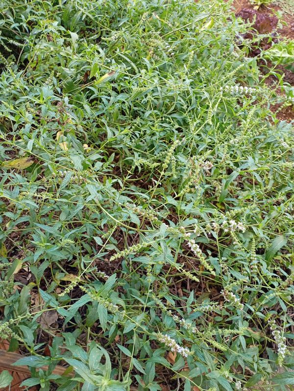 Identificação da planta Hortelã-brava por foto