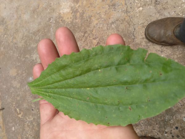 Identificação da planta Tanchagem por foto