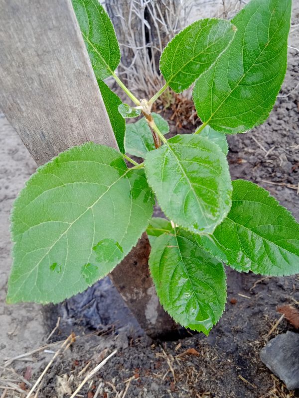 Identificação da planta Maçã por foto