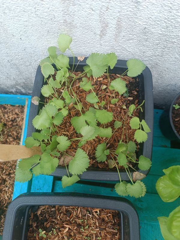 Identificação da planta Erva doce por foto