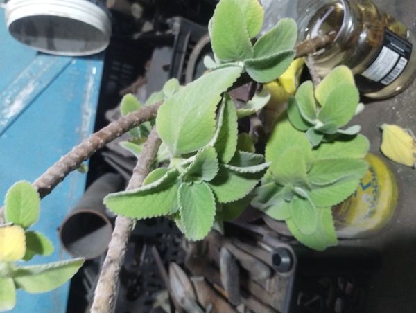 Identificação da planta Boldo por foto