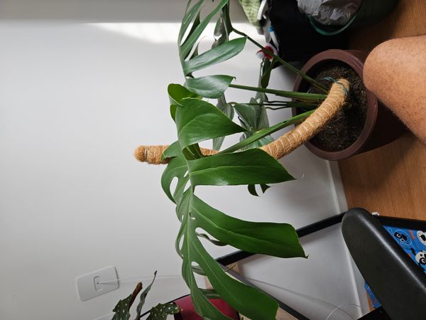 Identificação da planta Costela-de-adão por foto