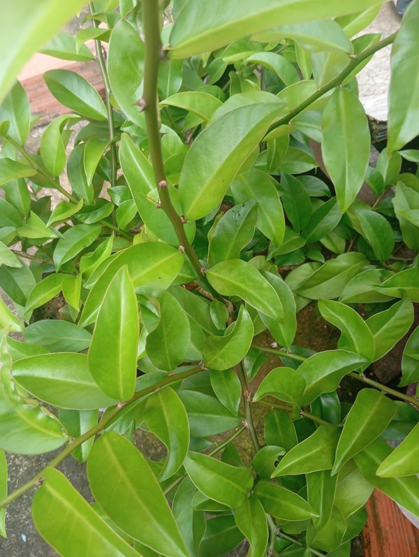 Identificação da planta Ora-pro-nóbis por foto