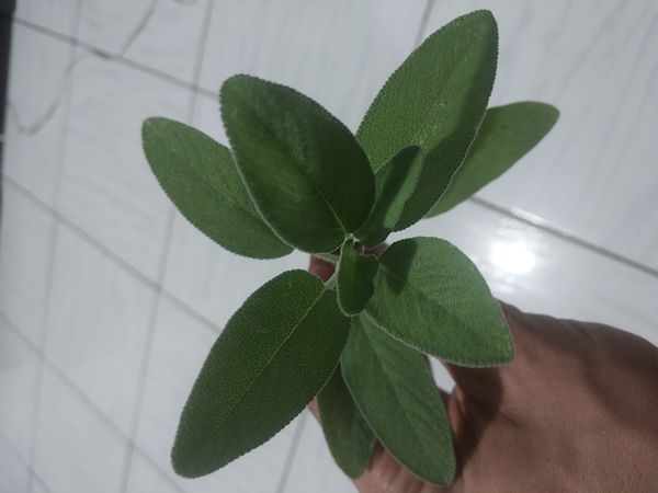 Identificação da planta Sálvia-grega por foto