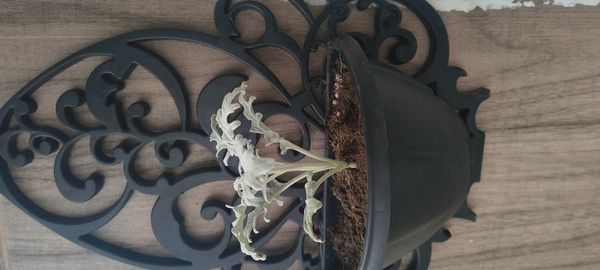 Identificação da planta Cinerária por foto
