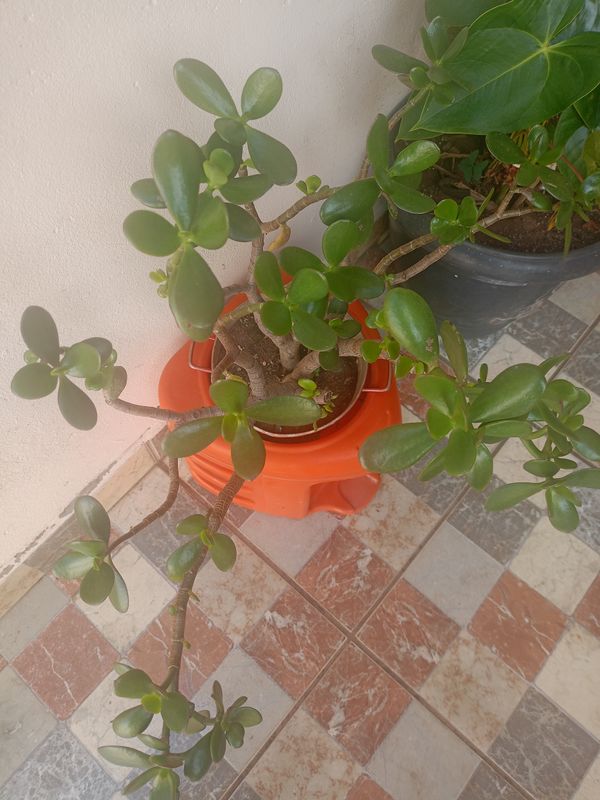 Identificação da planta Planta-jade por foto