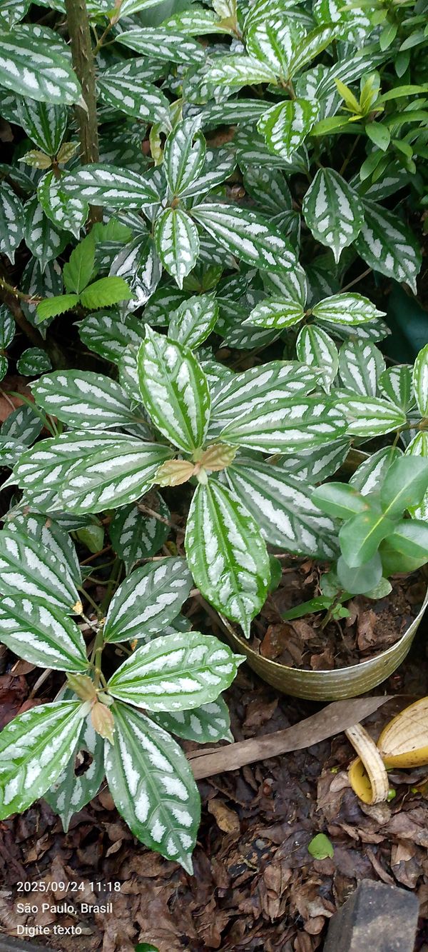 Identificação da planta Planta-mosaico por foto