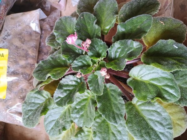 Identificação da planta Violeta por foto