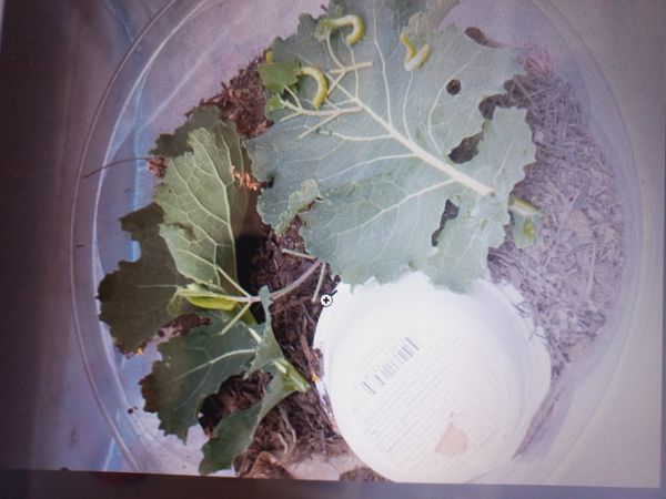 Identificação da planta Couve por foto