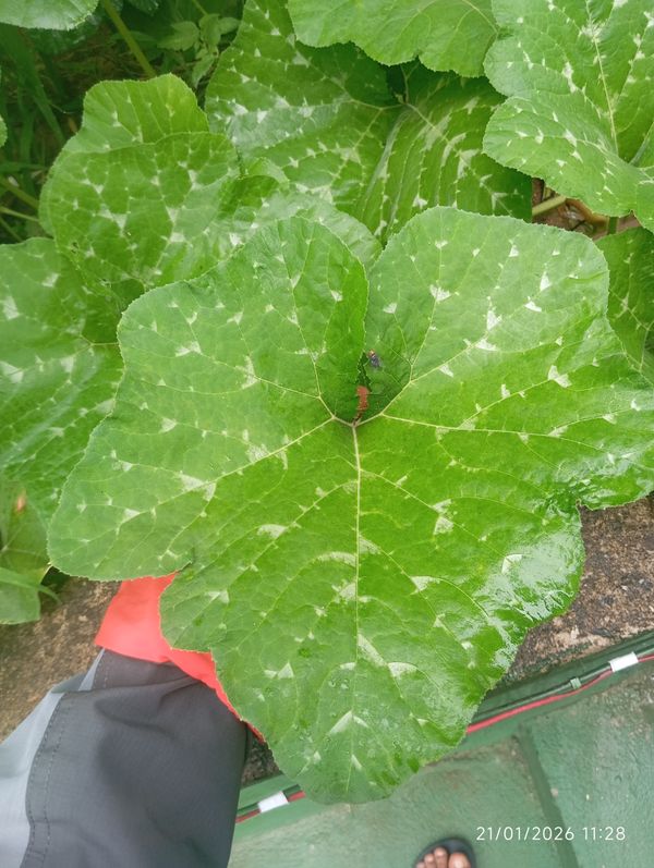 Identificação da planta Abóbora por foto