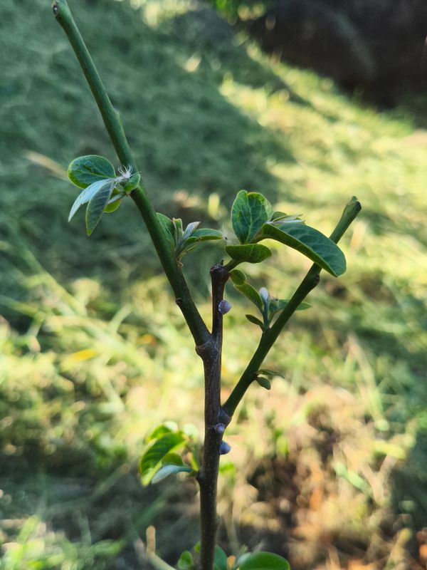 Identificação da planta Desconhecido por foto