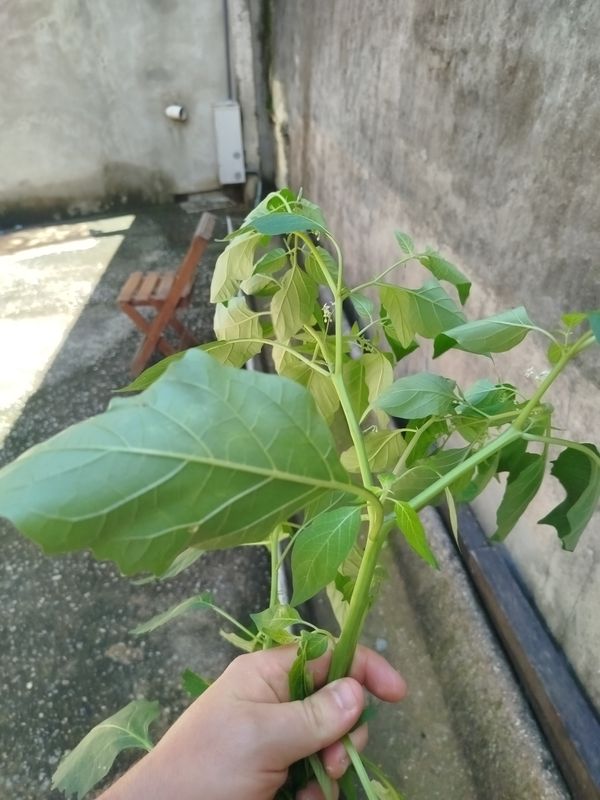Identificação da planta Camapu por foto