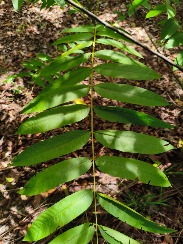 Identificação da planta Cedro-rosa por foto