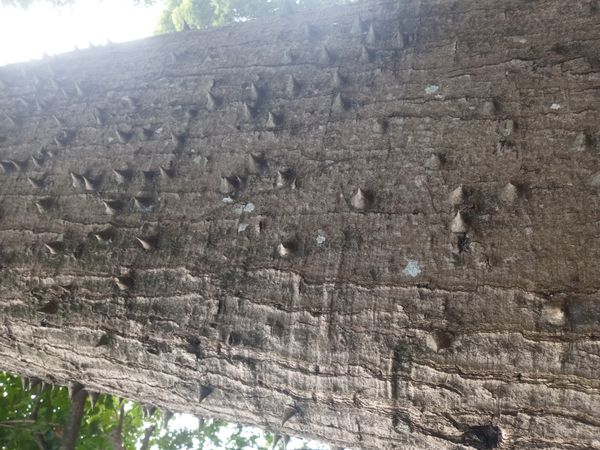 Identificação da planta Samauma por foto