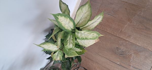 Identificação da planta Comigo-ninguém-pode por foto