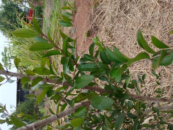Identificação da planta ameixa-do-governador por foto