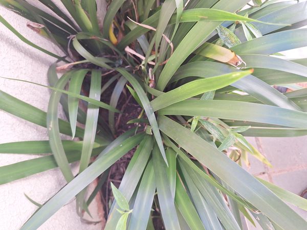 Identificação da planta Lírio Borboleta por foto