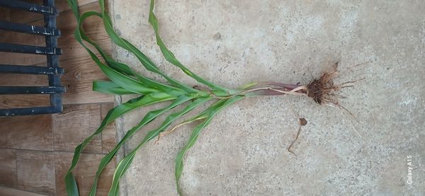 Identificação da planta Açucena do brejo por foto