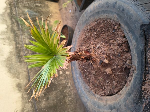 Identificação da planta Palmeira Leque da China por foto