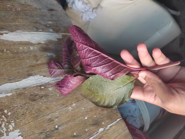 Identificação da planta Penicuíca por foto