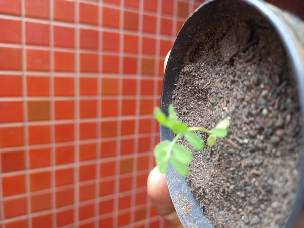 Identificação da planta Lentilha por foto