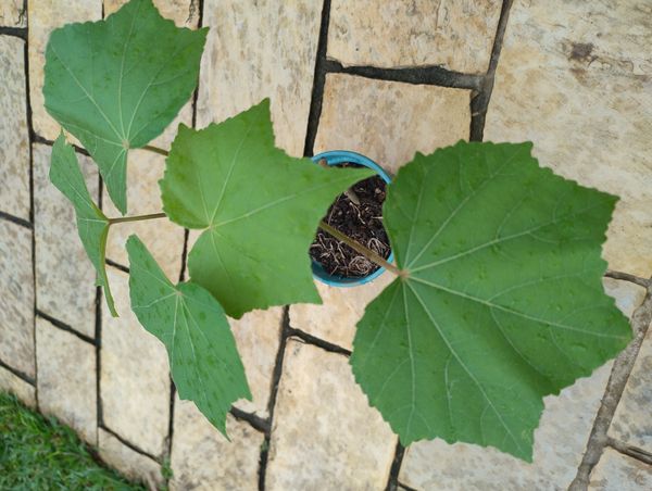 Identificação da planta Algodão-de-seda por foto