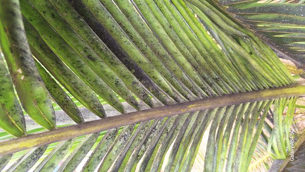 Identificação da planta Palmeira-do-mangue por foto