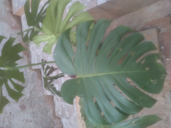 Identificação da planta Costela-de-adão por foto