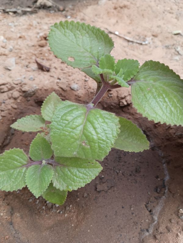 Identificação da planta Hortelã pimenta por foto