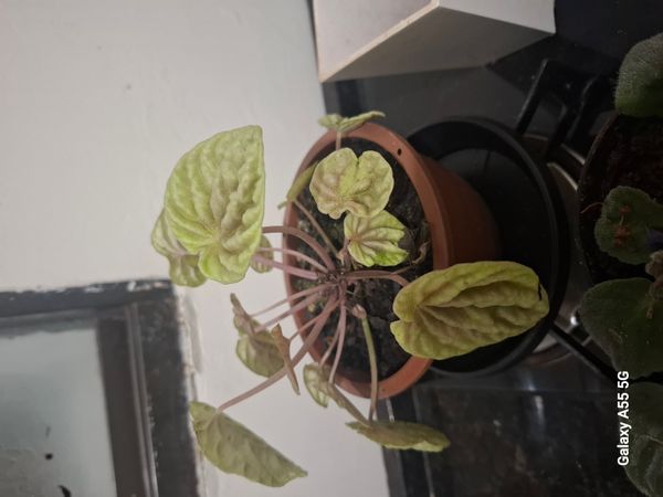 Identificação da planta Peperômia por foto