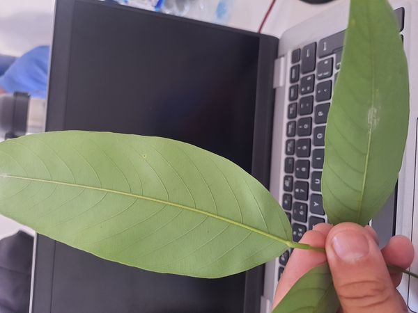 Identificação da planta Sombreiro por foto