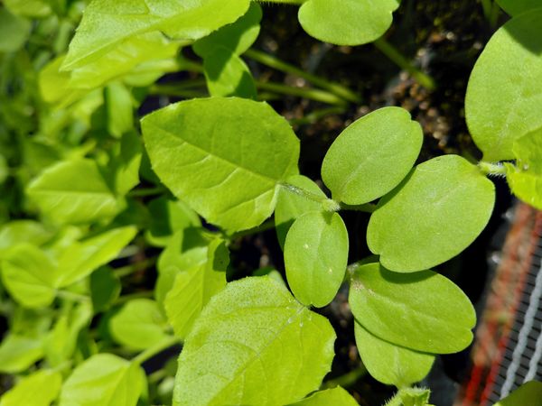 Identificação da planta Sem nome popular conhecido por foto