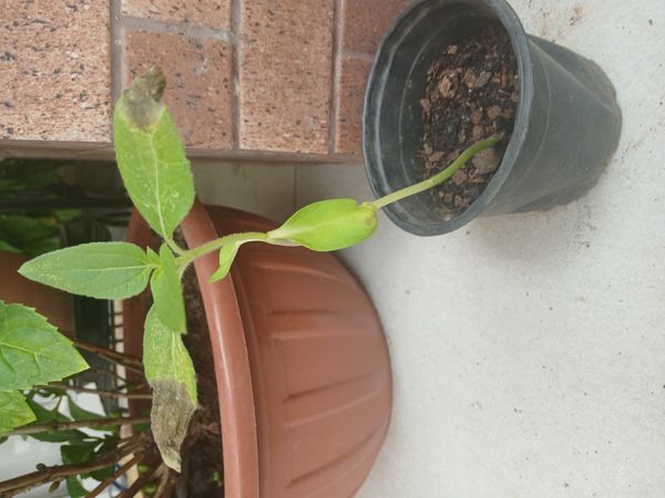 Identificação da planta Girassol por foto