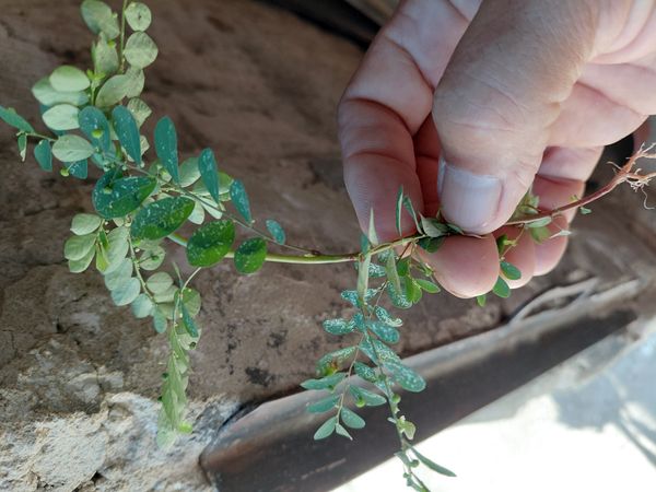 Identificação da planta Quebra pedra por foto