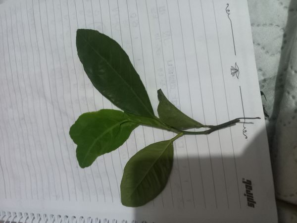 Identificação da planta Limão por foto