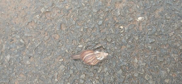 Identificação da planta Carvalho da Serra por foto