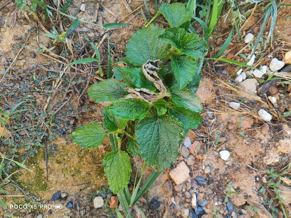 Identificação da planta Mentrasto por foto