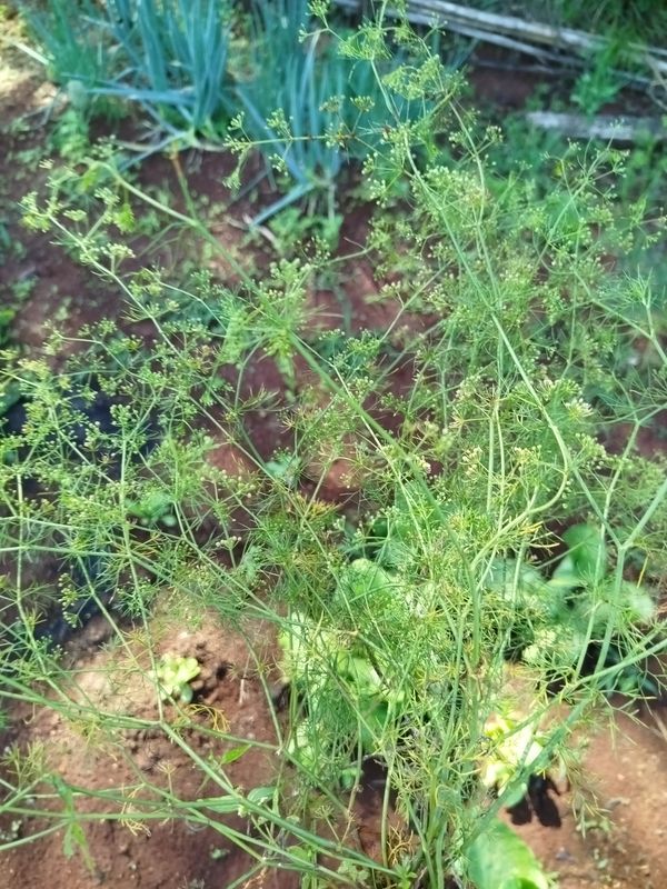 Identificação da planta Coentro-bravo por foto