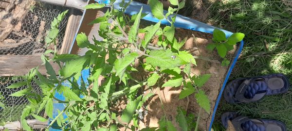 Identificação da planta Tomate por foto