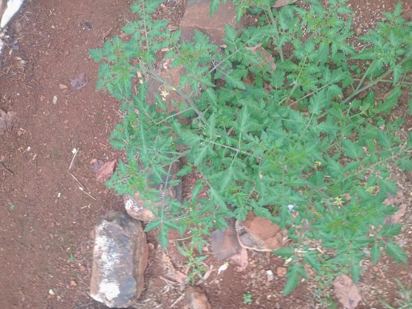 Identificação da planta Tomate por foto