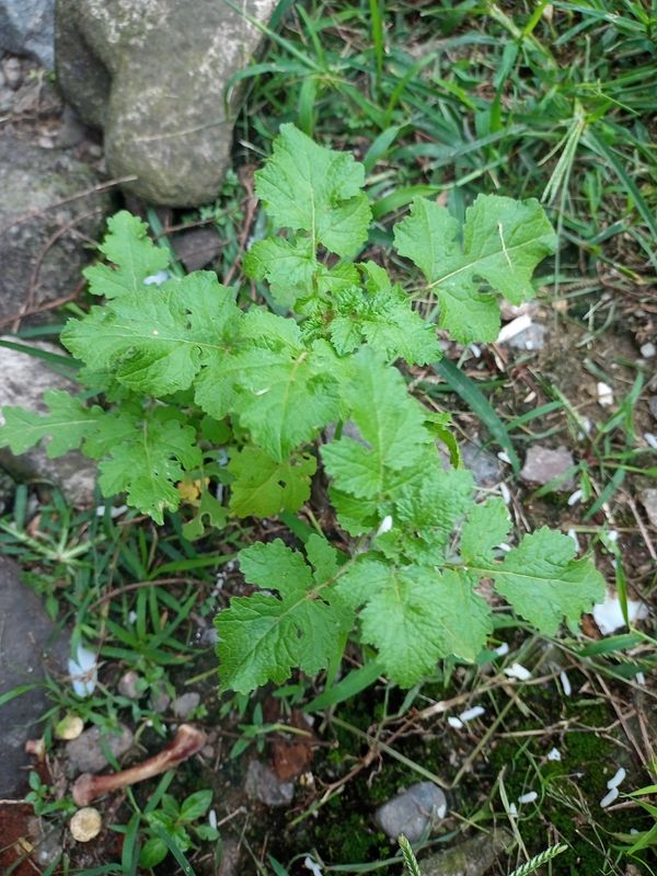 Identificação da planta Mostarda-branca por foto