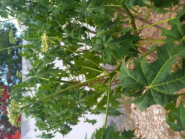 Identificação da planta Chaya por foto