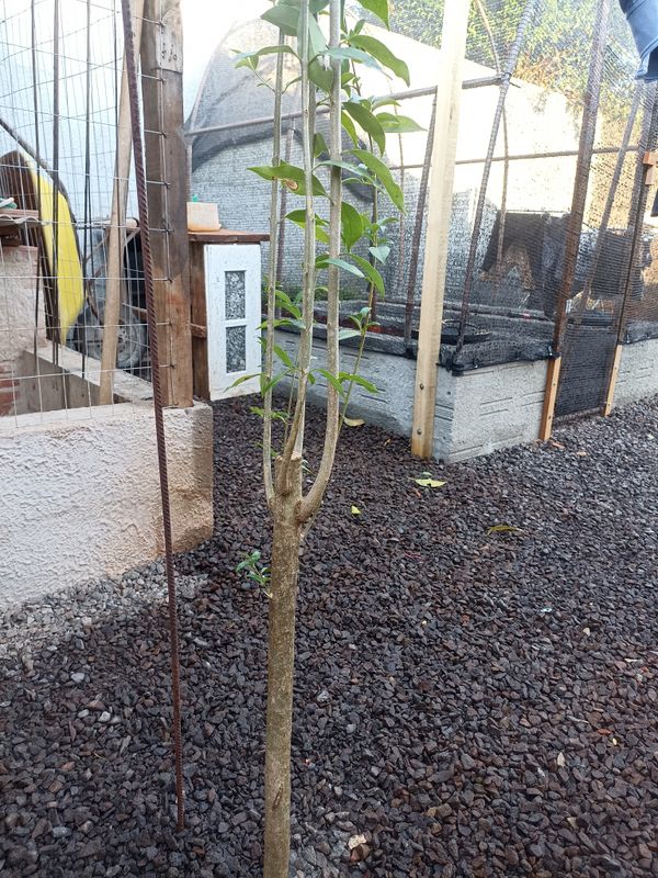Identificação da planta Dama-da-noite por foto