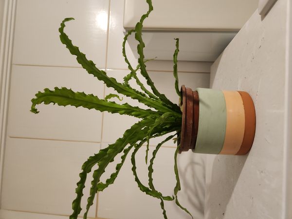Identificação da planta Samambaia-americana por foto
