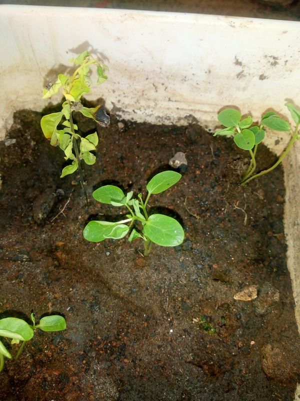 Identificação da planta Berinjela por foto
